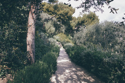 Plants and trees in park