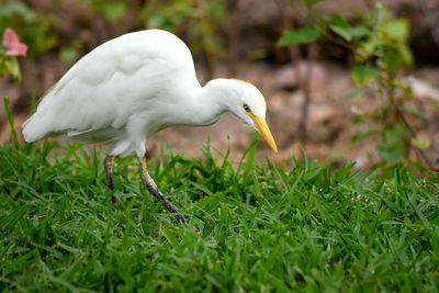 Close-up of white duck on grass