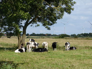 Cows grazing on field against sky