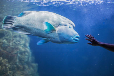 Fish swimming in sea