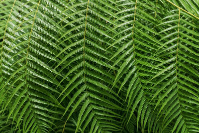 Full frame shot of palm tree