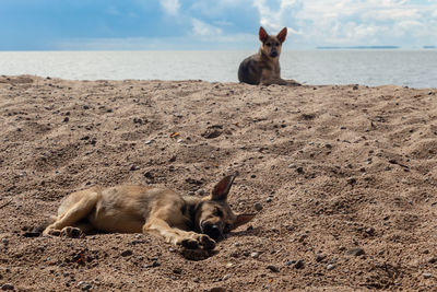 Dogs lying on the beach