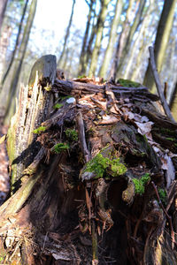 Close-up of lizard on tree trunk in forest