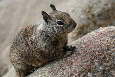 Close-up of squirrel on rock