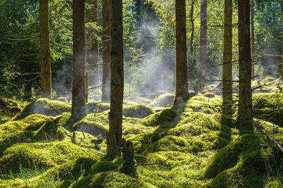 Misty morning in a mossy forest
