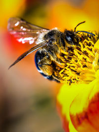 Close-up of bee pollinating on yellow flower