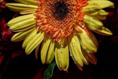 Close-up of yellow flower blooming outdoors