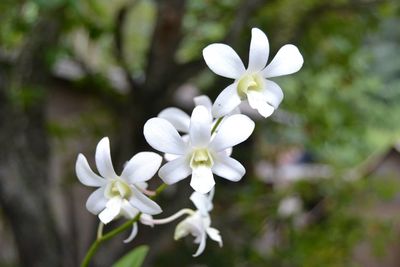 Close-up of fresh white flowers blooming outdoors