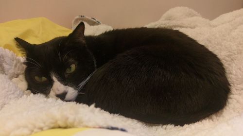 Close-up portrait of cat lying on bed at home