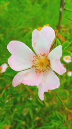 Close-up of flower blooming outdoors