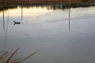 High angle view of ducks swimming in lake