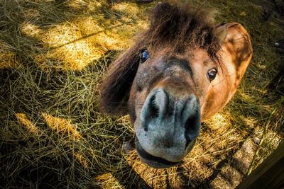 Close-up portrait of horse on field