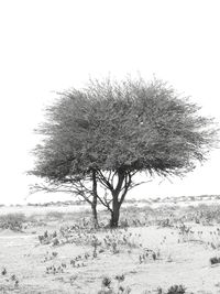 Tree on field against clear sky