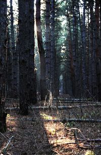 Trees on field in forest