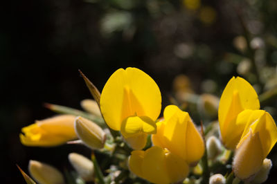 Detail shot of yellow flowers against blurred background
