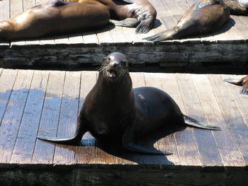 High angle view of sea lion on pier