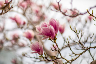 Close-up of pink magnolia blossom