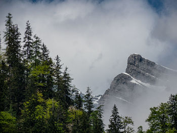 Low angle view of trees against cloudy sky