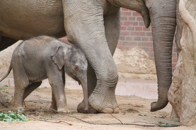 View of elephant calf with mother
