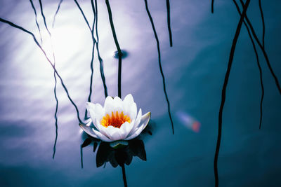 Close-up of white water lily in lake