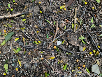 High angle view of plants growing on field