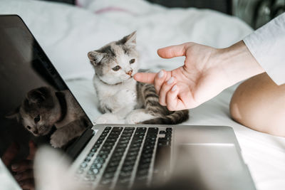 Freelance, work from home. cat play with laptop. little kitten looking the laptop while its female