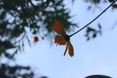 Low angle view of butterfly on flower against sky