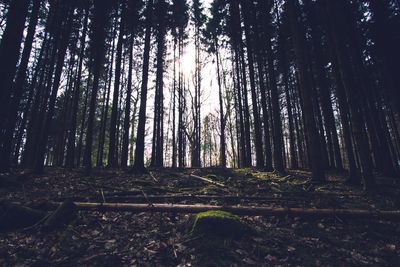 View of trees in forest