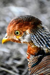 Close-up of a pheasant