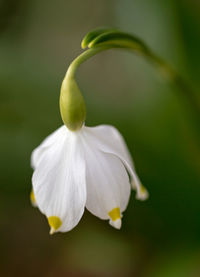 Close-up of white flower blooming outdoors