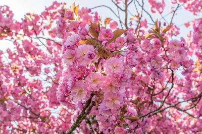 Close-up of pink cherry blossom