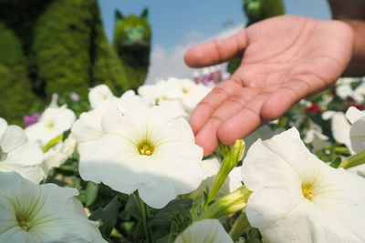 Close-up of hand holding white flowering plant