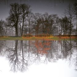 Reflection of bare trees in lake