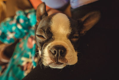 Close-up portrait of a dog