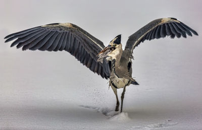 Gray heron carrying fish in mouth on snowy field