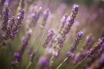 Close-up of purple flowering plants on field