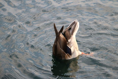 High angle view of duck swimming in water