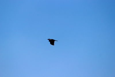 Low angle view of bird flying in sky