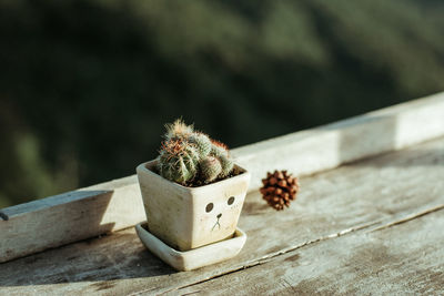 Close-up of succulent plant