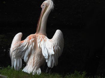 Close-up of swan