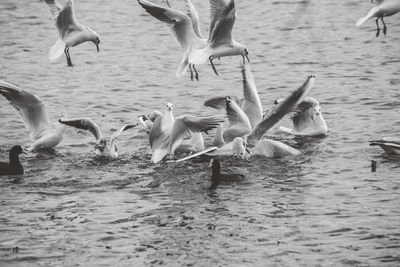 Seagulls flying over lake