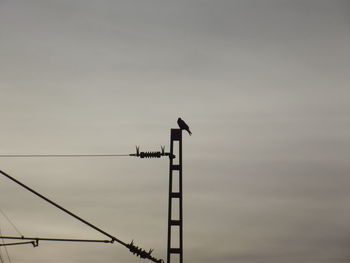 Low angle view of bird perching on electricity pylon against sky