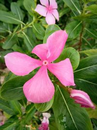 Close-up of pink flower blooming outdoors