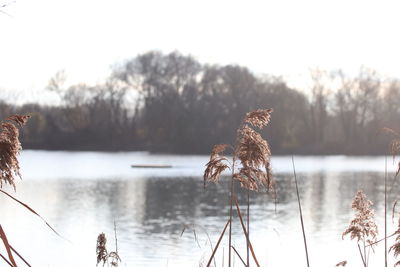 View of birds on lake against sky