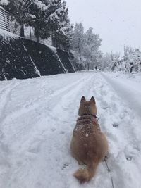 Dog on snow covered trees