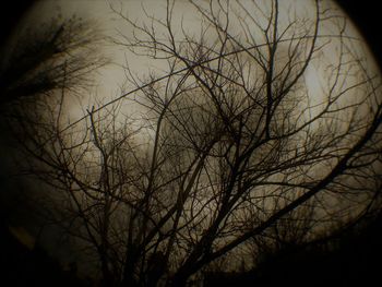 Low angle view of silhouette bare trees against sky