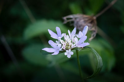 Close-up of honey bee on flower