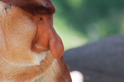 Close-up of monkey