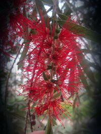 Close-up of red flowers