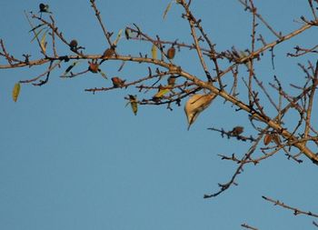 Low angle view of trees against clear blue sky